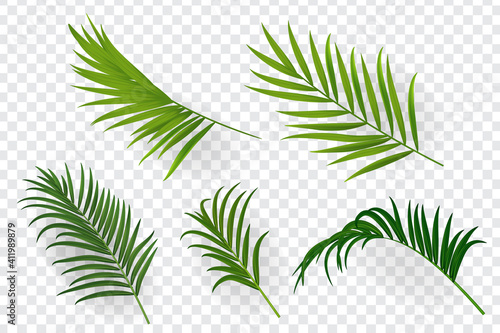 Tropical leaves set isolated on transparent background.