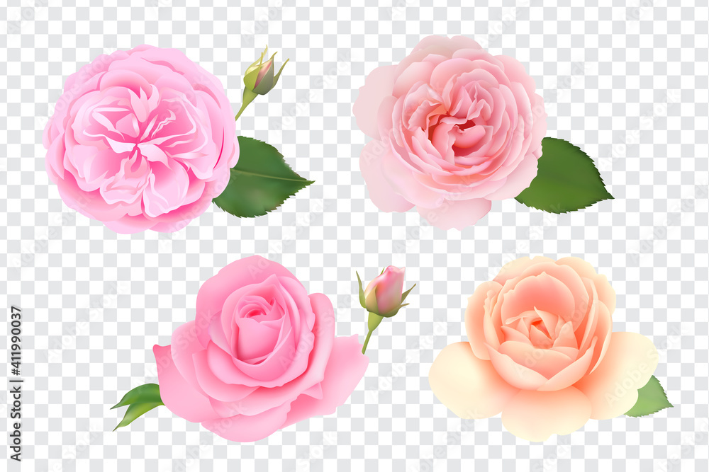 Realistic rose set on transparent background Realistic rose set on transparent background