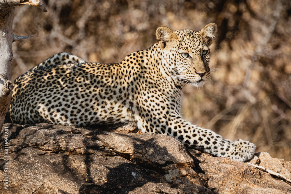 Leopard resting on a rock - Samburu National Reserve, Kenya Leopard resting on a rock - Samburu National Reserve, Kenya