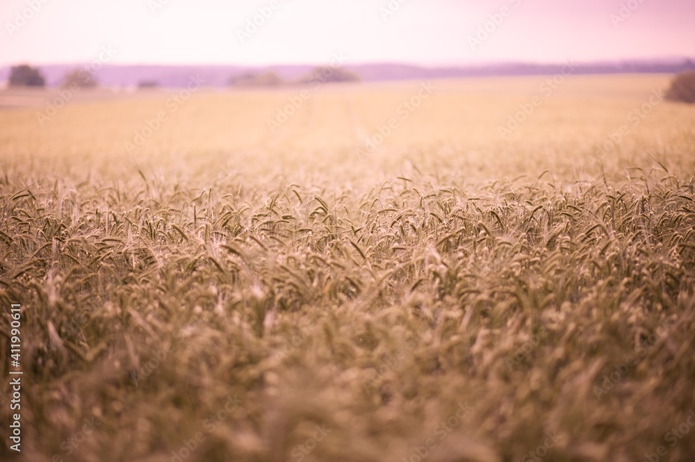 Fototapeta premium field of wheat