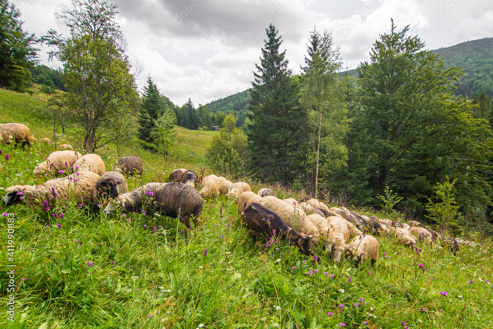 The herd of sheeps grazes in the green hills field. Rural farming The herd of sheeps grazes in the green hills field. Rural farming