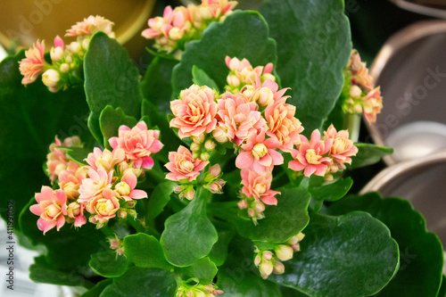 Kalanchoe flowers close-up. Kalanchoe Blossfeld, a flowering Kalanchoe plant with numerous pink double flowers, similar to small roses against a background of green leaves.