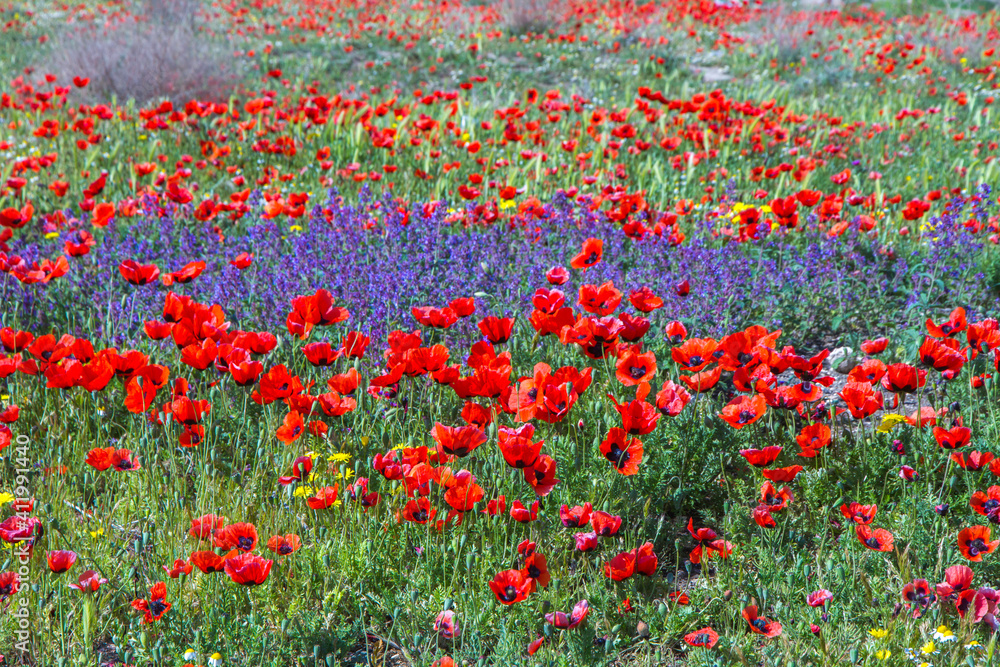 Beautiful red poppy flower field in colorful spring.