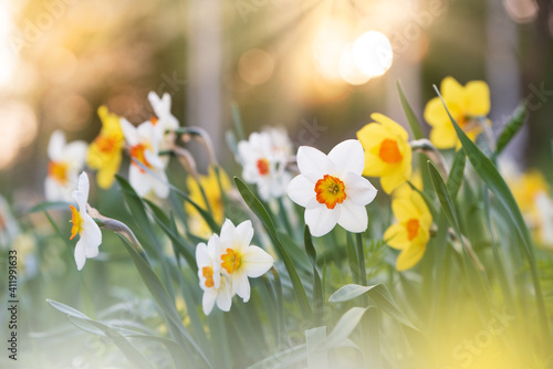 White and yellow daffodils in springtime