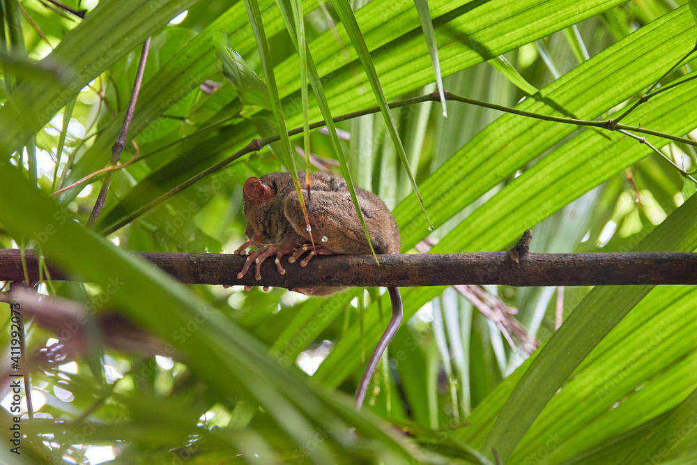Cute tarsier syrichta sitting back on the branch under green leaves ...