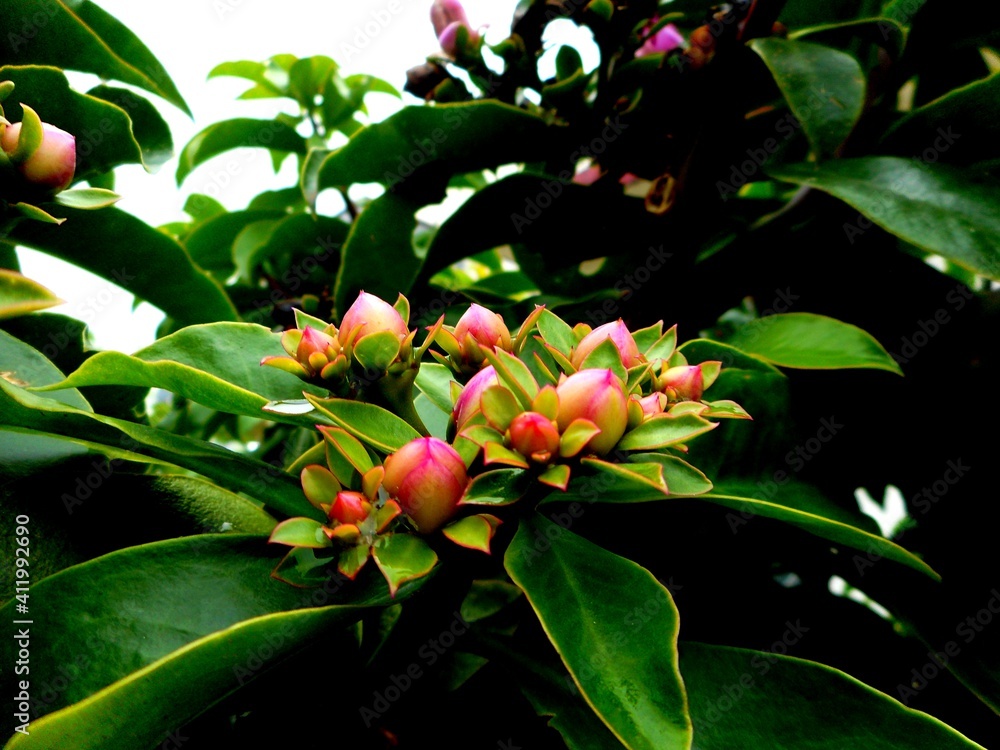 planta flor ora pro nobis - pereskia aculeata Stock Photo | Adobe Stock