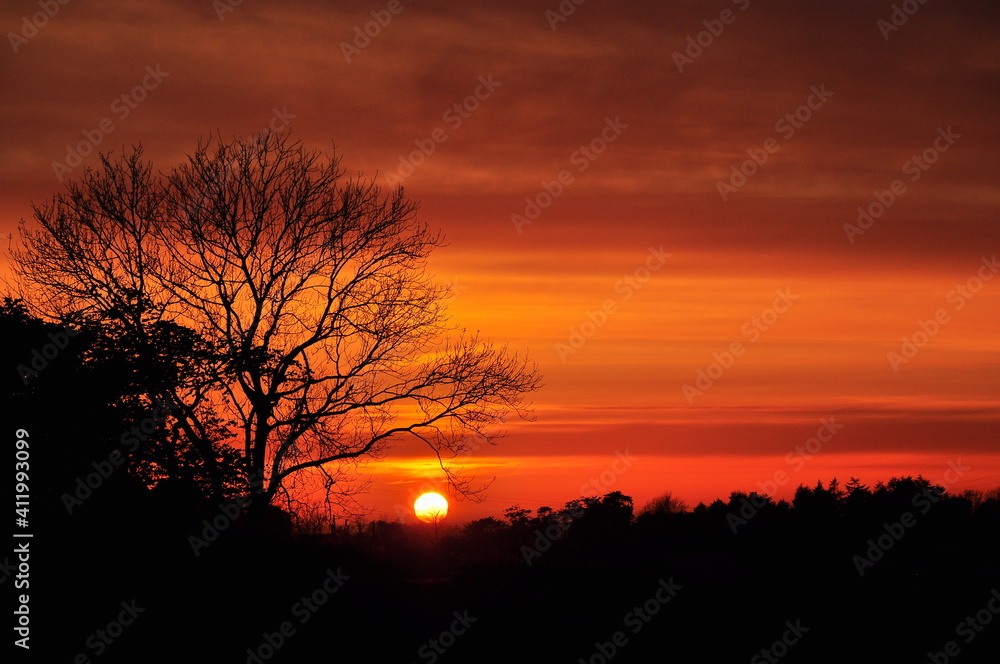 sunset over the forest sunset over the forest