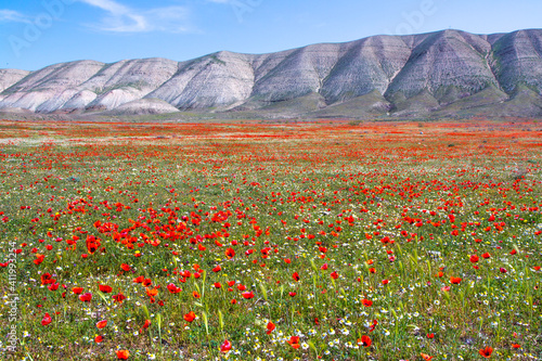 Beautiful red poppy flower field in colorful spring.
