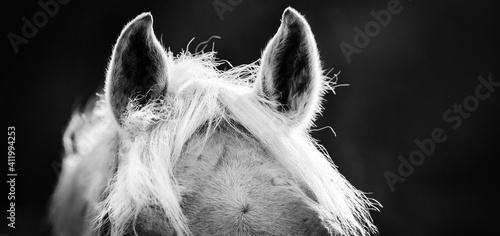 The ears and the horse's mane close up against a dark background © Azaliya (Elya Vatel)