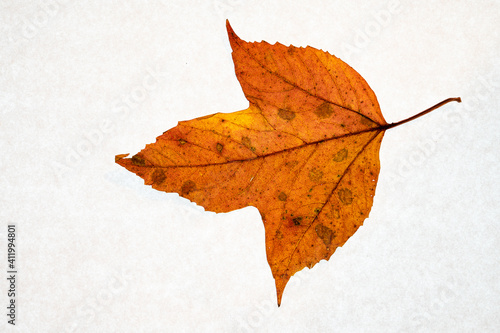 Single brightly colored autumn leaf from a cranberry bush on a white background. Backlit showing orange, yellow and red coloration. 