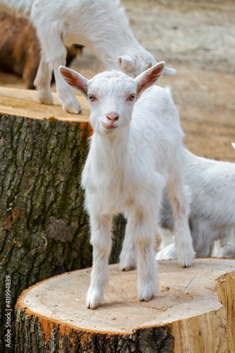 White goat kids is standing on a log