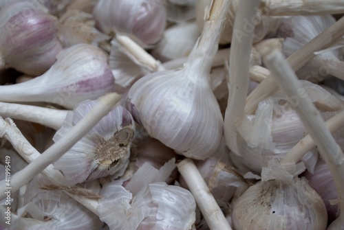 White garlic pile texture. Fresh garlic . Vitamin healthy food spice image. Spicy cooking ingredient picture. Pile of white garlic heads. White garlic head heap top view