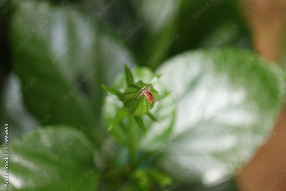 Fototapeta premium Hibiscus bud opening to flourish