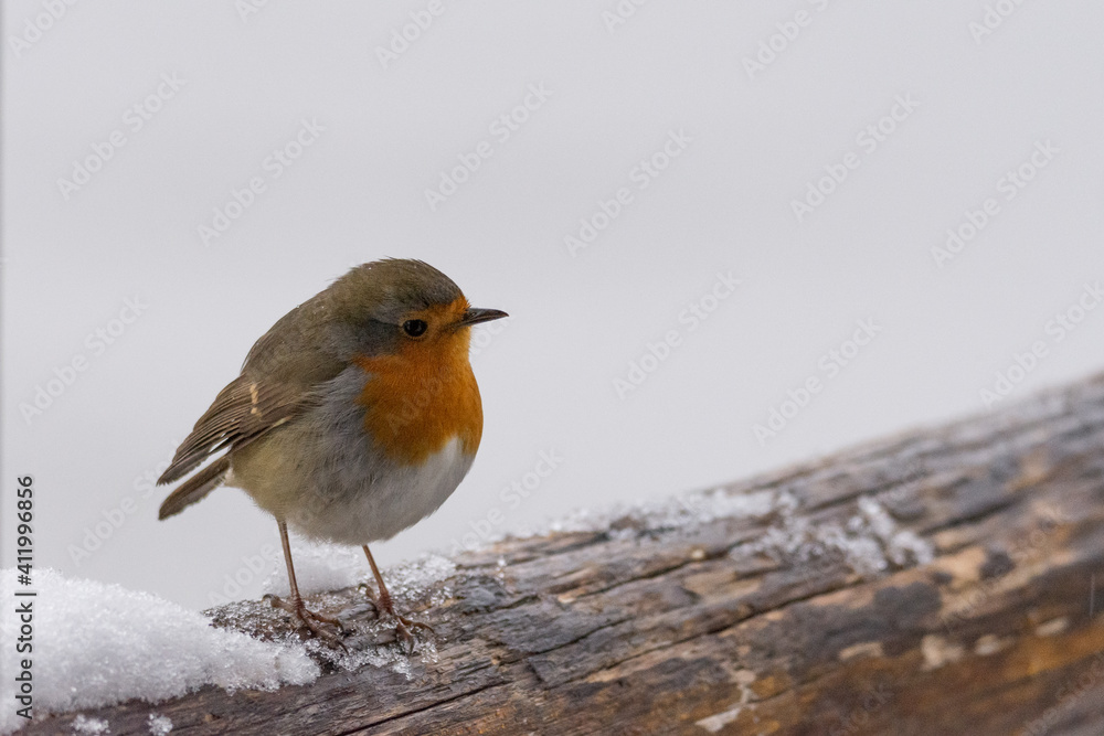 Small robin perched on a snowy wooden branch Small robin perched on a snowy wooden branch