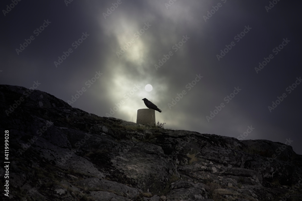 Fototapeta premium Full moon crow