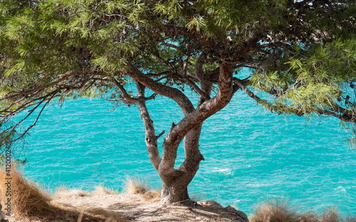 Tree facing the sea