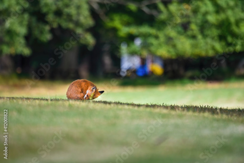 red fox in a field