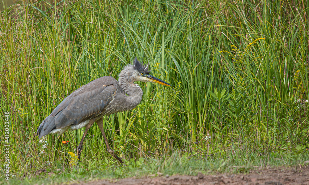 Fototapeta premium great blue heron fishing on shoreline
