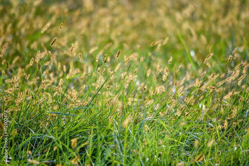 field of foxtails