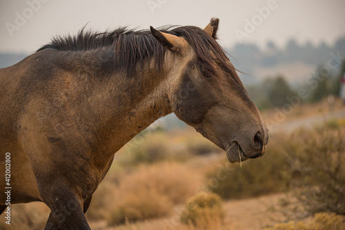 wild horse stallion with herd © Jen