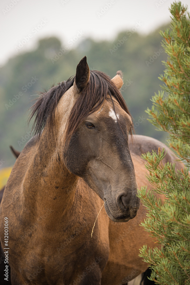 Obraz premium wild horse stallion with herd