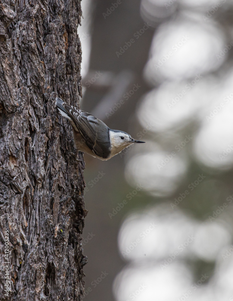 white breasted nuthatch on tree trunk white breasted nuthatch on tree trunk
