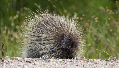 spiky porcupine on ground