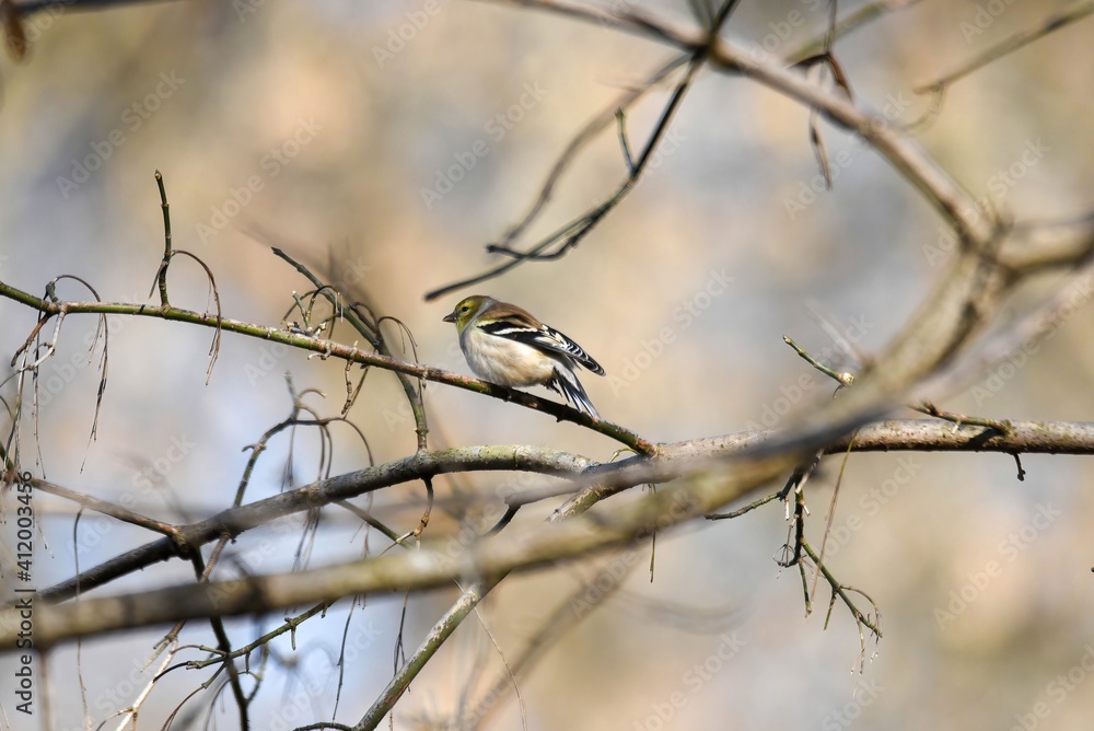 American goldfinch on a branch American goldfinch on a branch