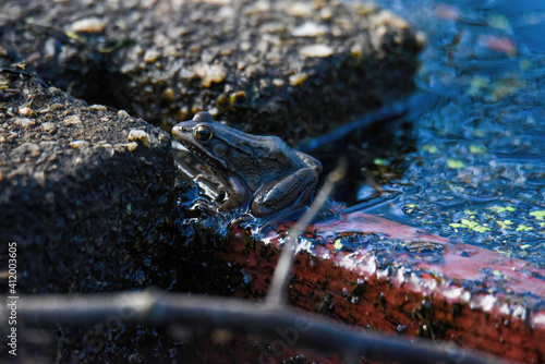 frog on a well