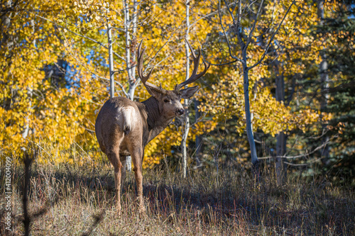 Mule deer in rutting buck and female
