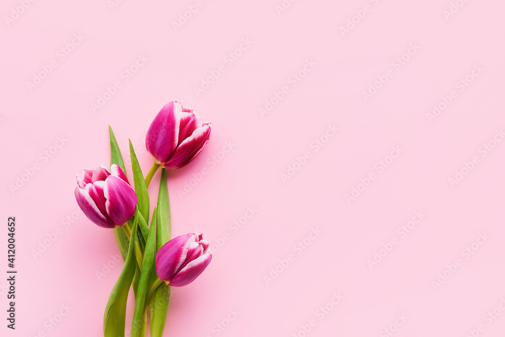 Three bright pink tulips on a pink background. Flat lay, copy space