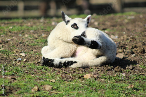 black and white sheep