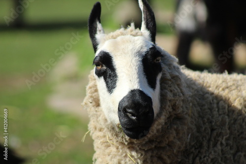 portrait of a sheep