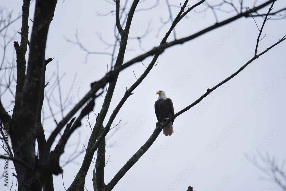 bald eagle on a branch bald eagle on a branch
