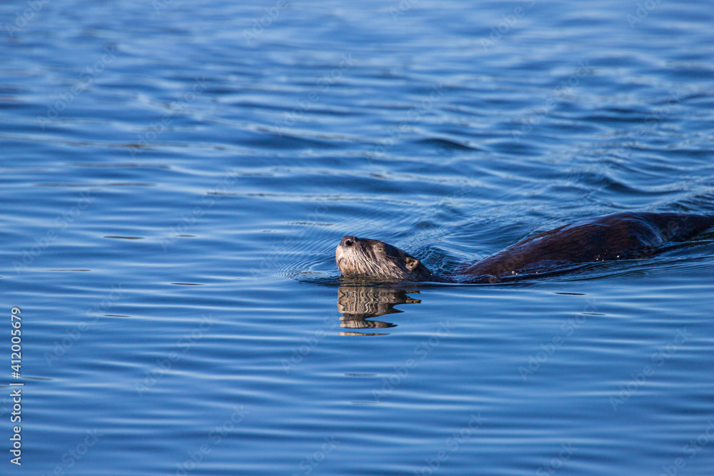 Fototapeta premium River otters playing in water