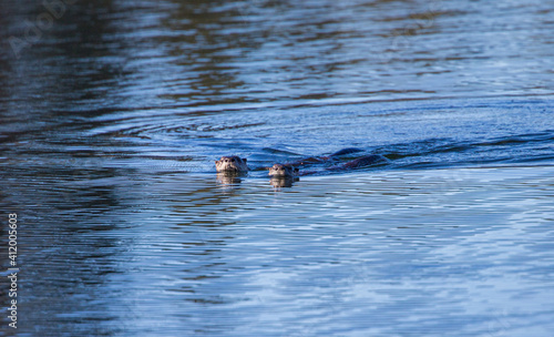 River otters playing in water