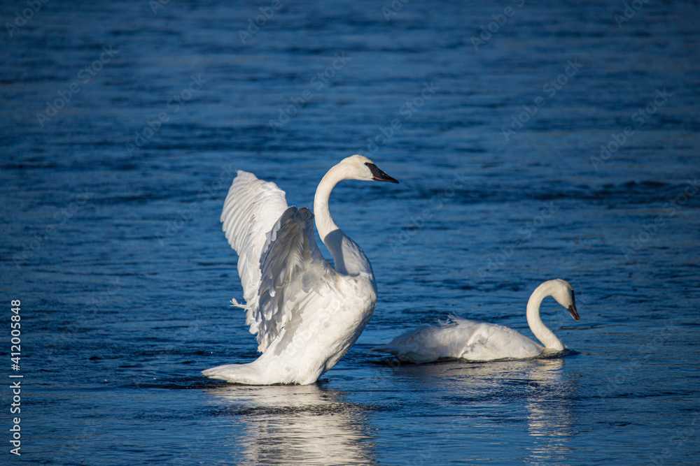 Fototapeta premium Tundra swan in the lake mist