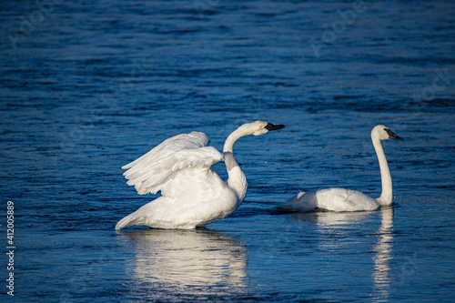 Tundra swan in the lake mist