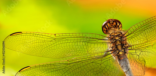 Dragonfly head, body and wing details from directly above against a vibrant green and yellow background © Milbsie