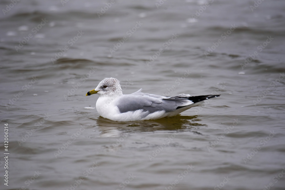 seagull on the waters seagull on the waters