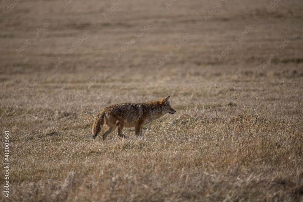 Fototapeta premium Coyote hunting in field with mouse 