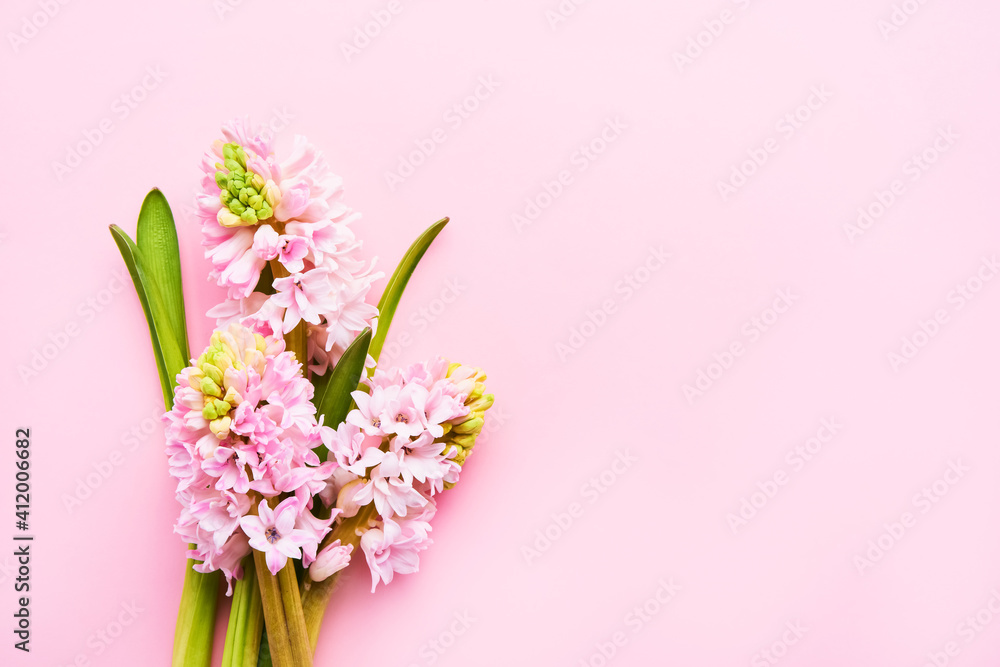 Pink hyacinth flowers bouquet on a pink background. Top view, copy space Pink hyacinth flowers bouquet on a pink background. Top view, copy space