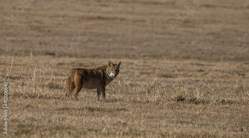 Coyote hunting in field with mouse 