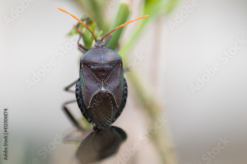 Dark bug perched on green plant leaf photo