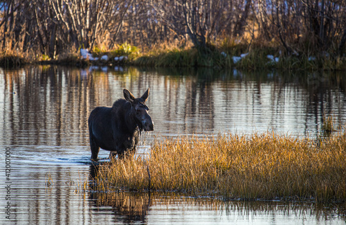 female moose at sunset in water © Jen