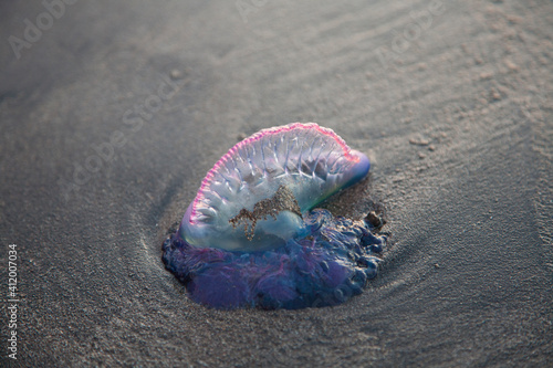Venomous jellyfish Portuguese man o' war