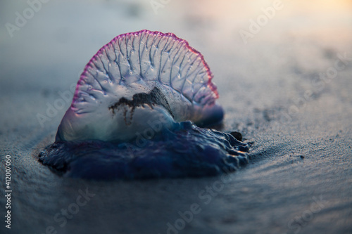 Venomous jellyfish Portuguese man o' war