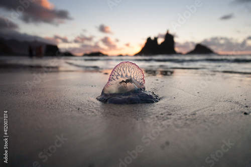 Venomous jellyfish  Portuguese man o' war