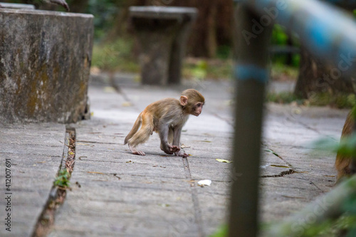 Small baby monkey running in Kam Shan Country Park in Hong Kong