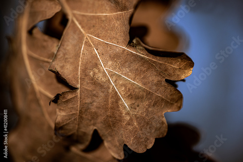 Canvas Print oak leaf in autumn, nacka,sverige,sweden, stockholm